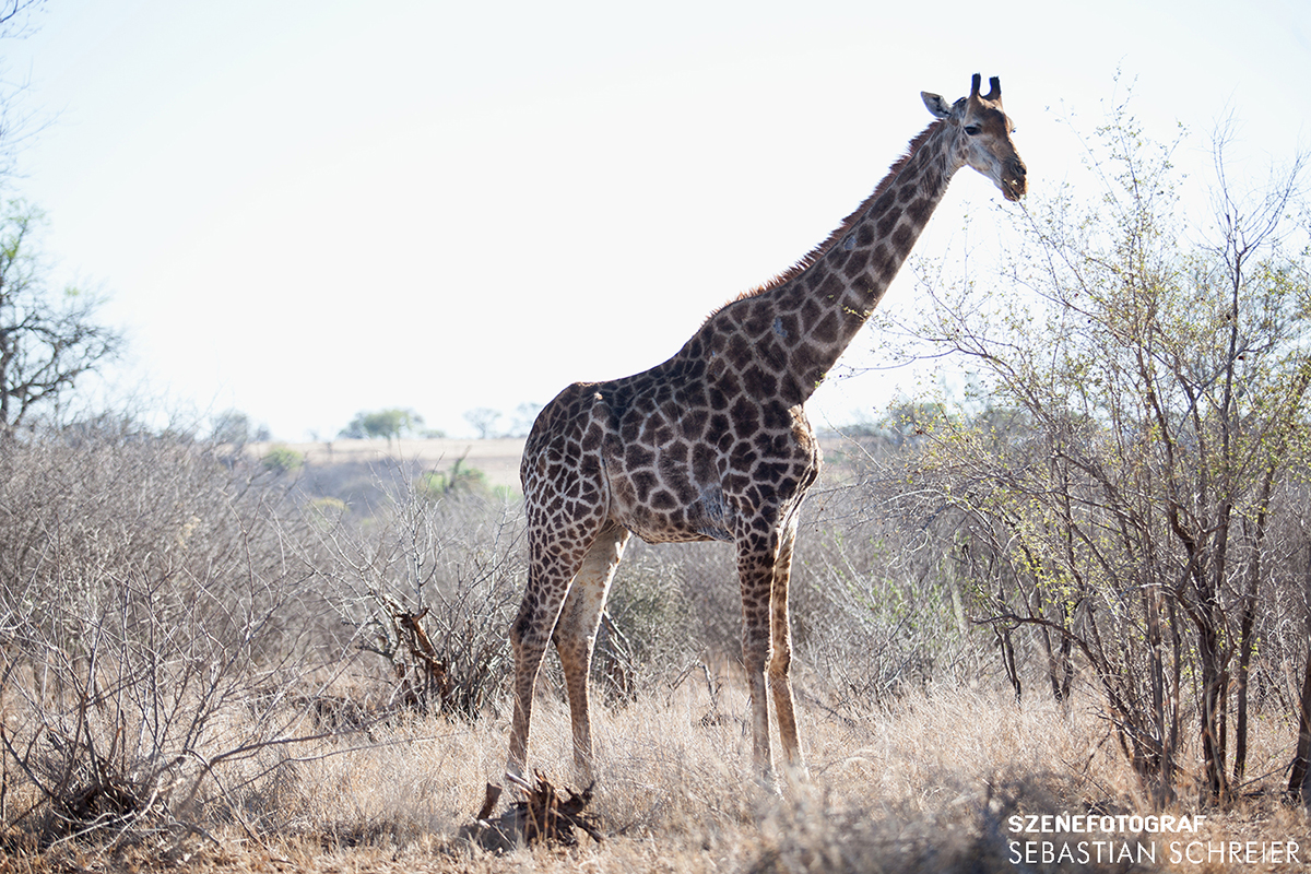 Kruger National Park in Südafrika